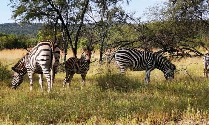 Gauteng: 2-Night Stay for 2 Adults and 1 Child including Breakfast & Dinner at Zebra Nature Reserve