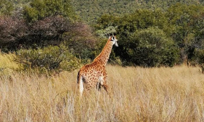 Gauteng: 2-Night Stay for 2 Adults and 1 Child including Breakfast & Dinner at Zebra Nature Reserve